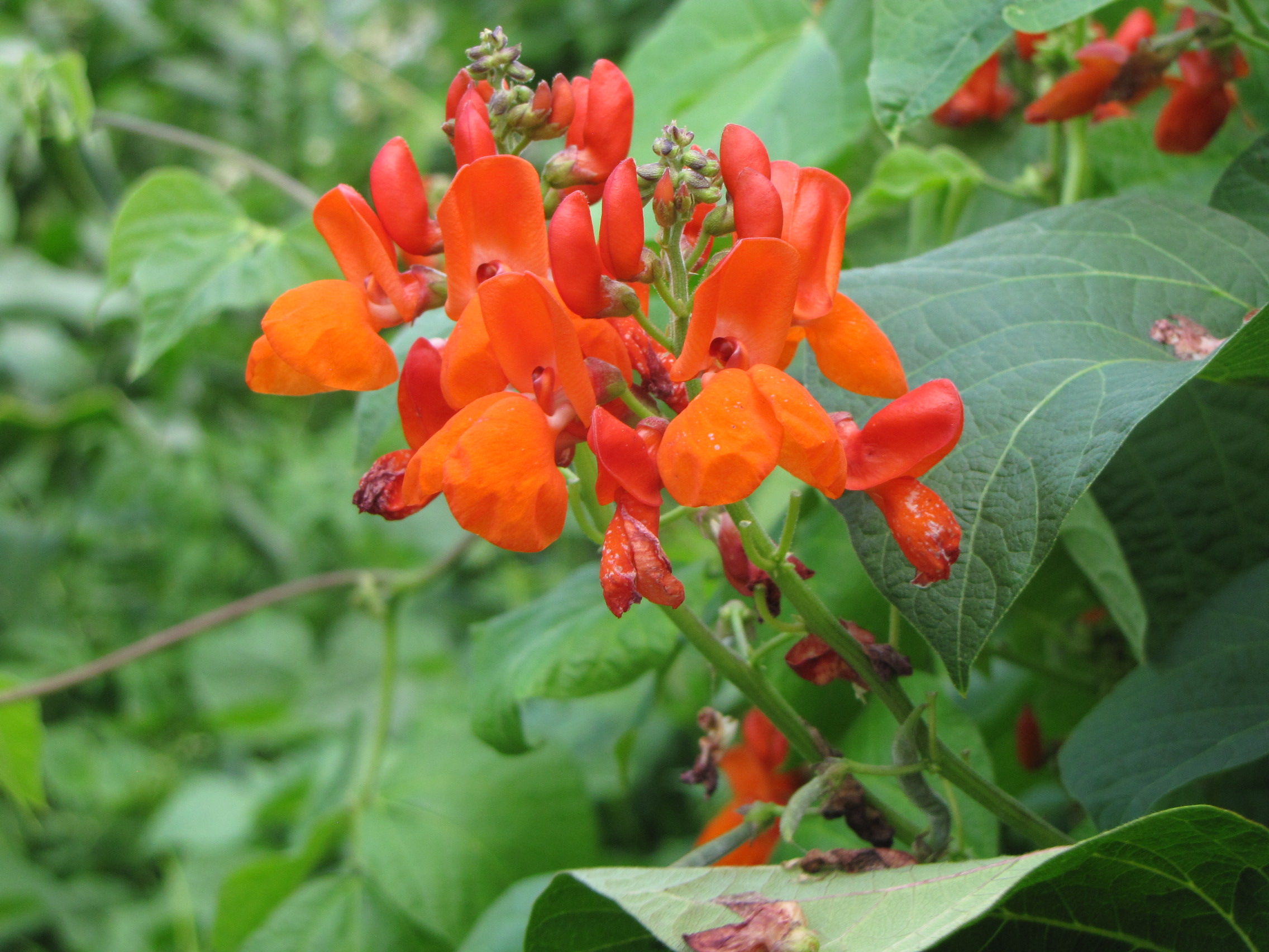 Bean, Bush Dry, 'Tiger's Eye