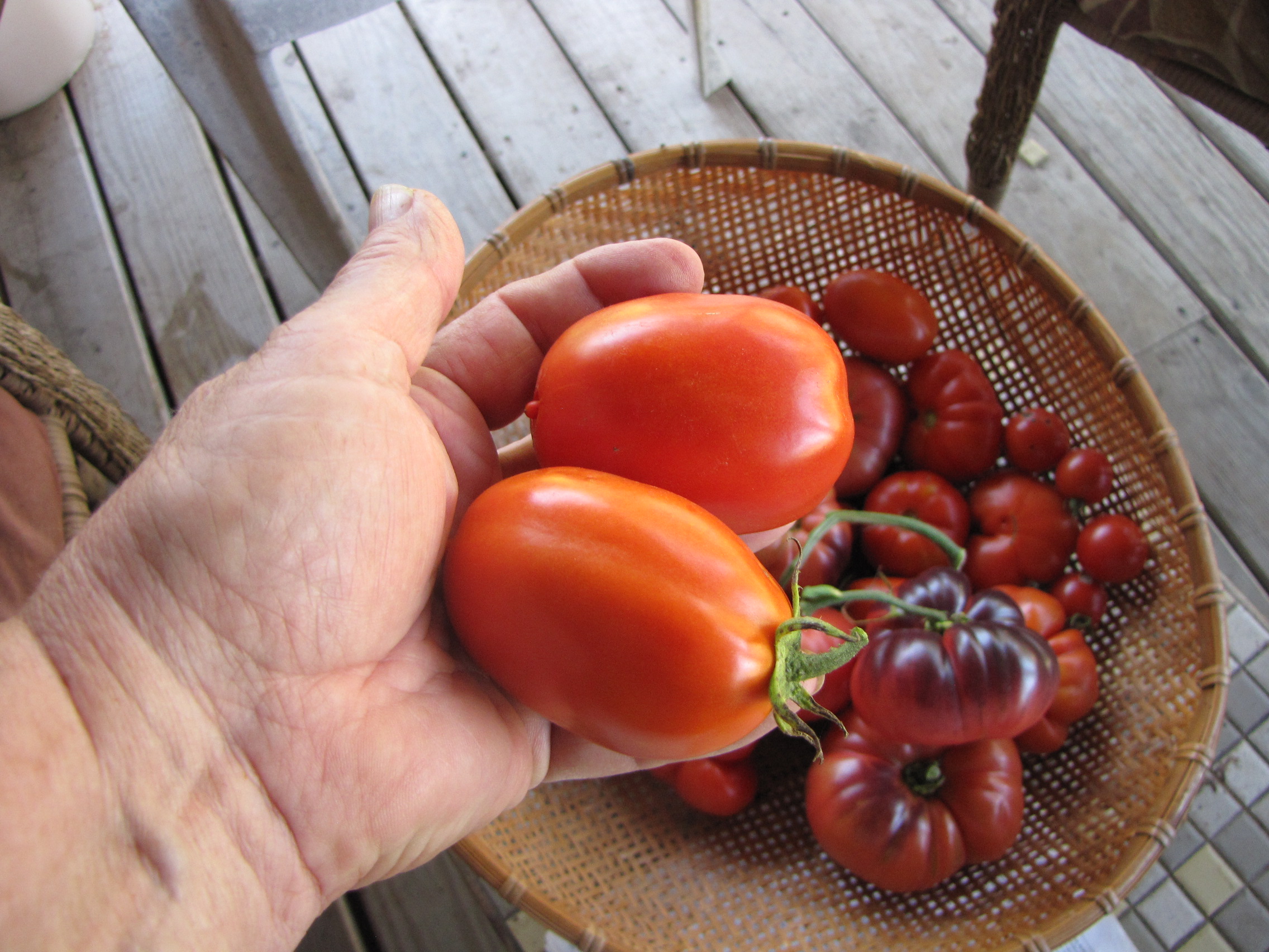 Here is our Tomato variety: Star 9037 indeterminate A variety with very  firm fruit strong on compact plants with good leaf disease resistance, By Charter Seeds