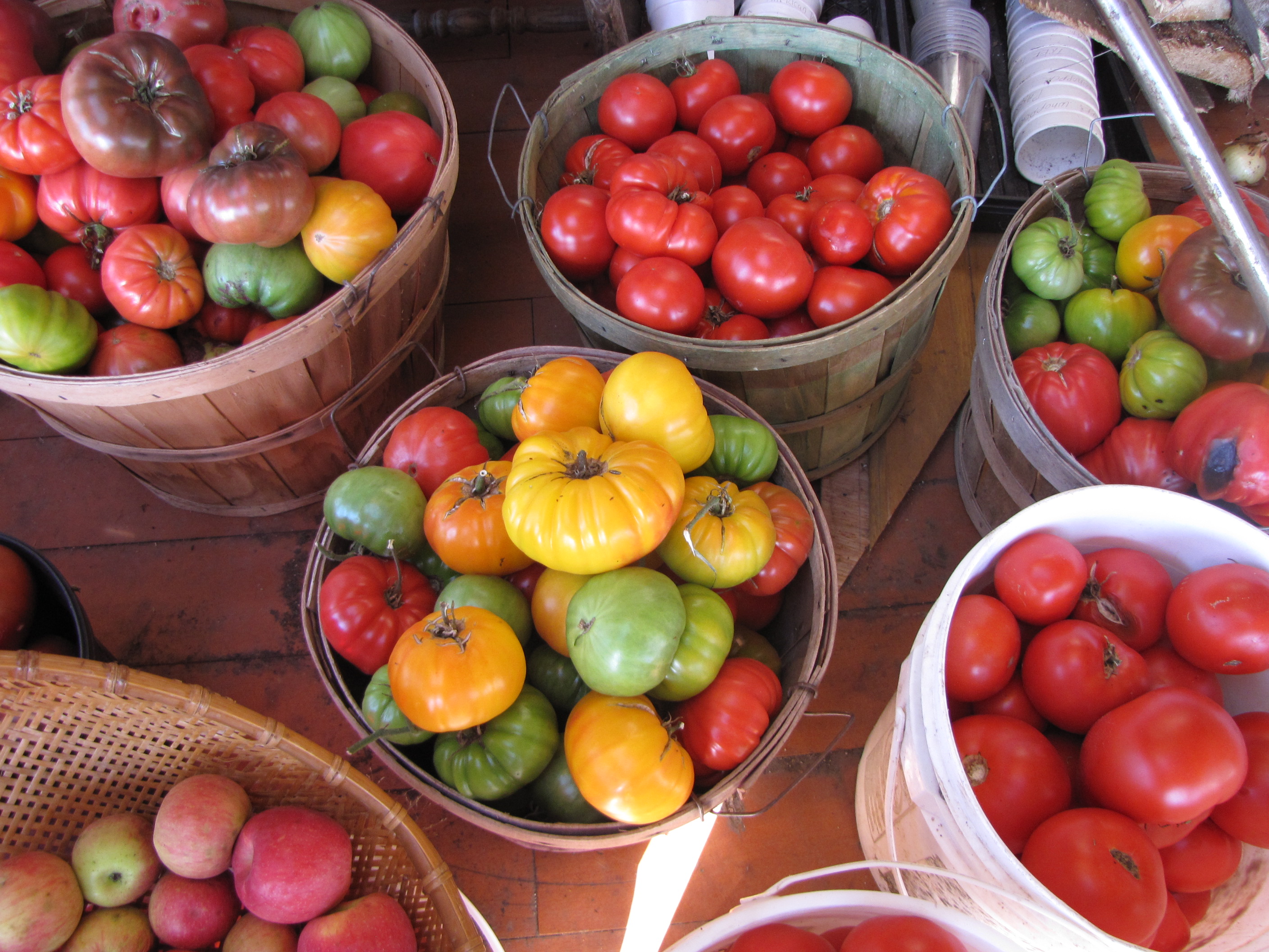 Early Harvest Tomatoes: Get Delicious Produce from Early Wonder, Arctic Rose & More - Tomato Growers Supply's Varieties Ranked Best for Taste & Heat Resistance