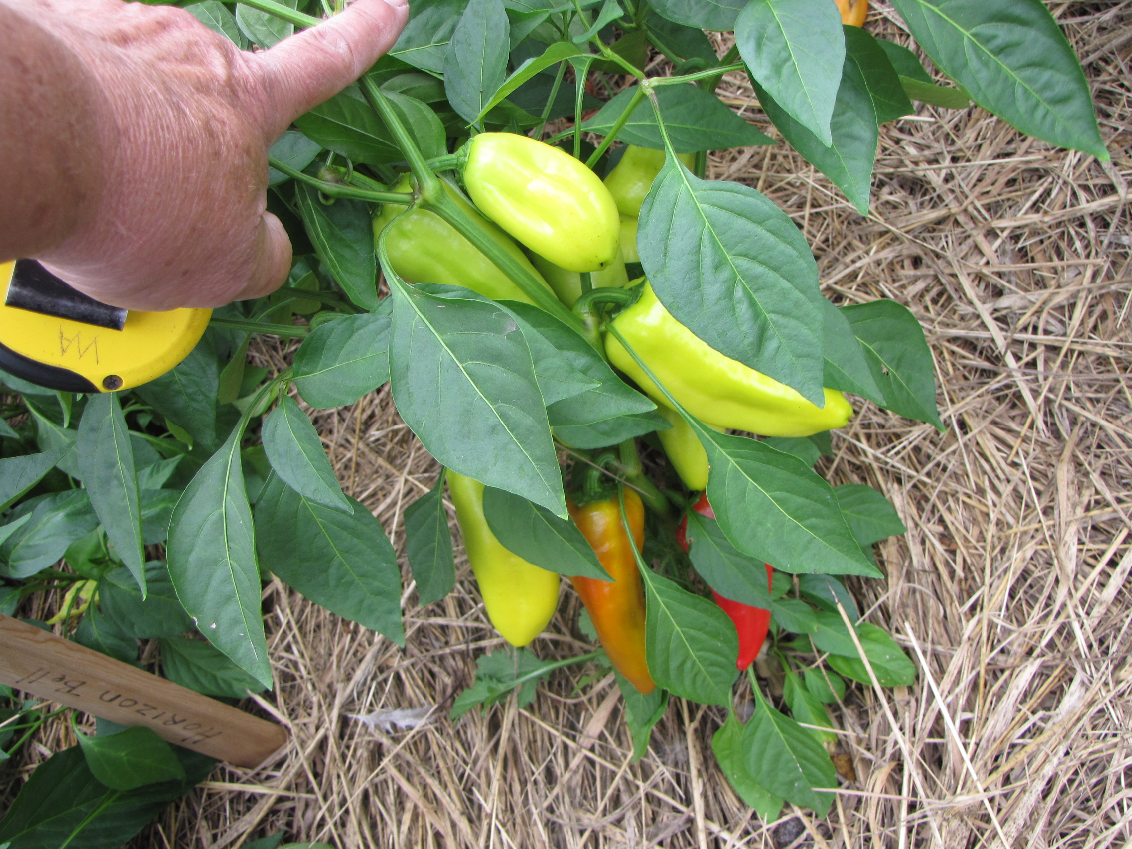Macropiper Excelsum 50 Seeds Maori Tahiti Pepper Asklepios-seeds®