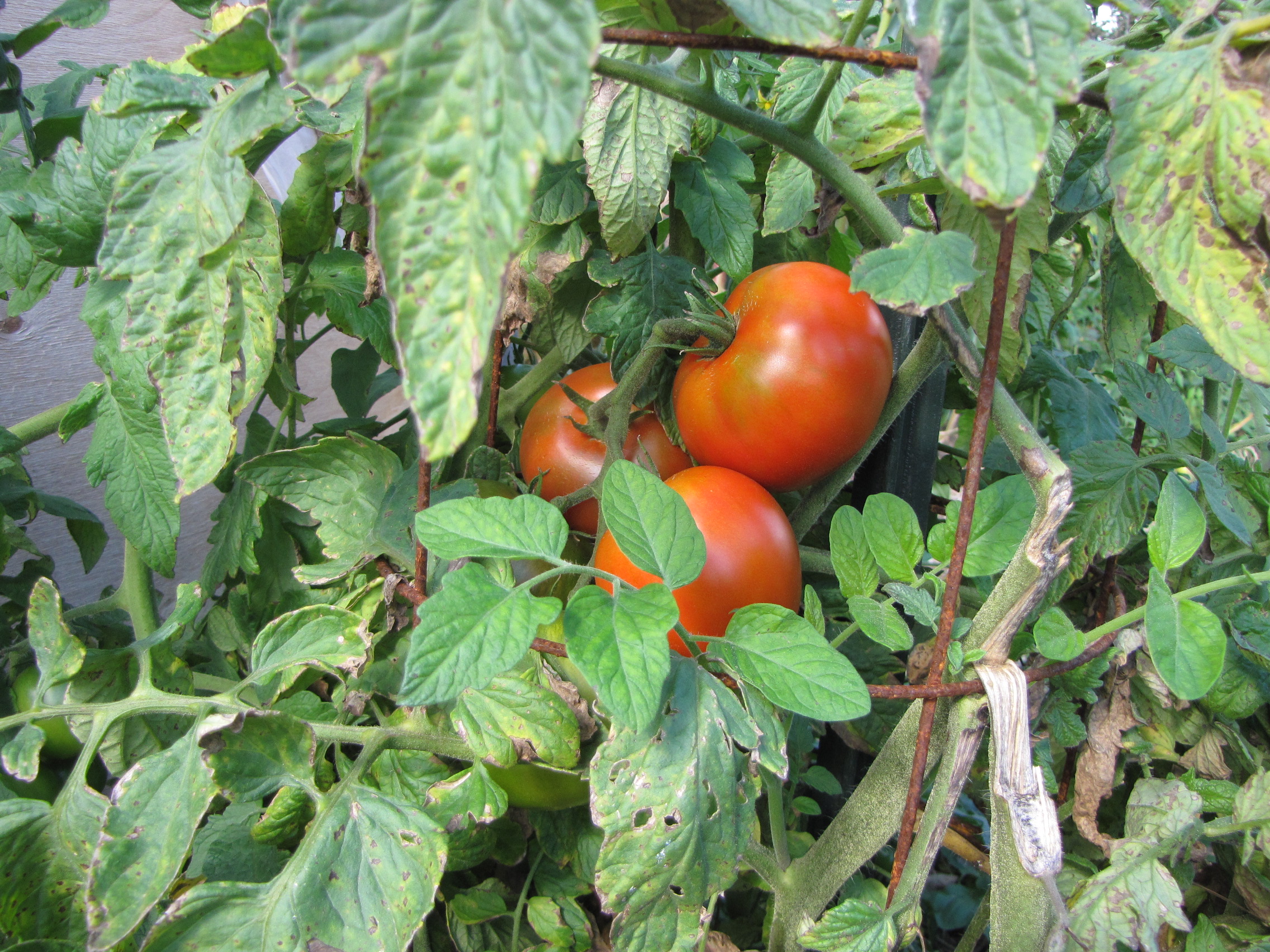 Первые признаки фитофторы на помидорах в теплице фото
