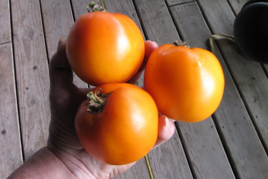 Tomatoes Seed Treasures