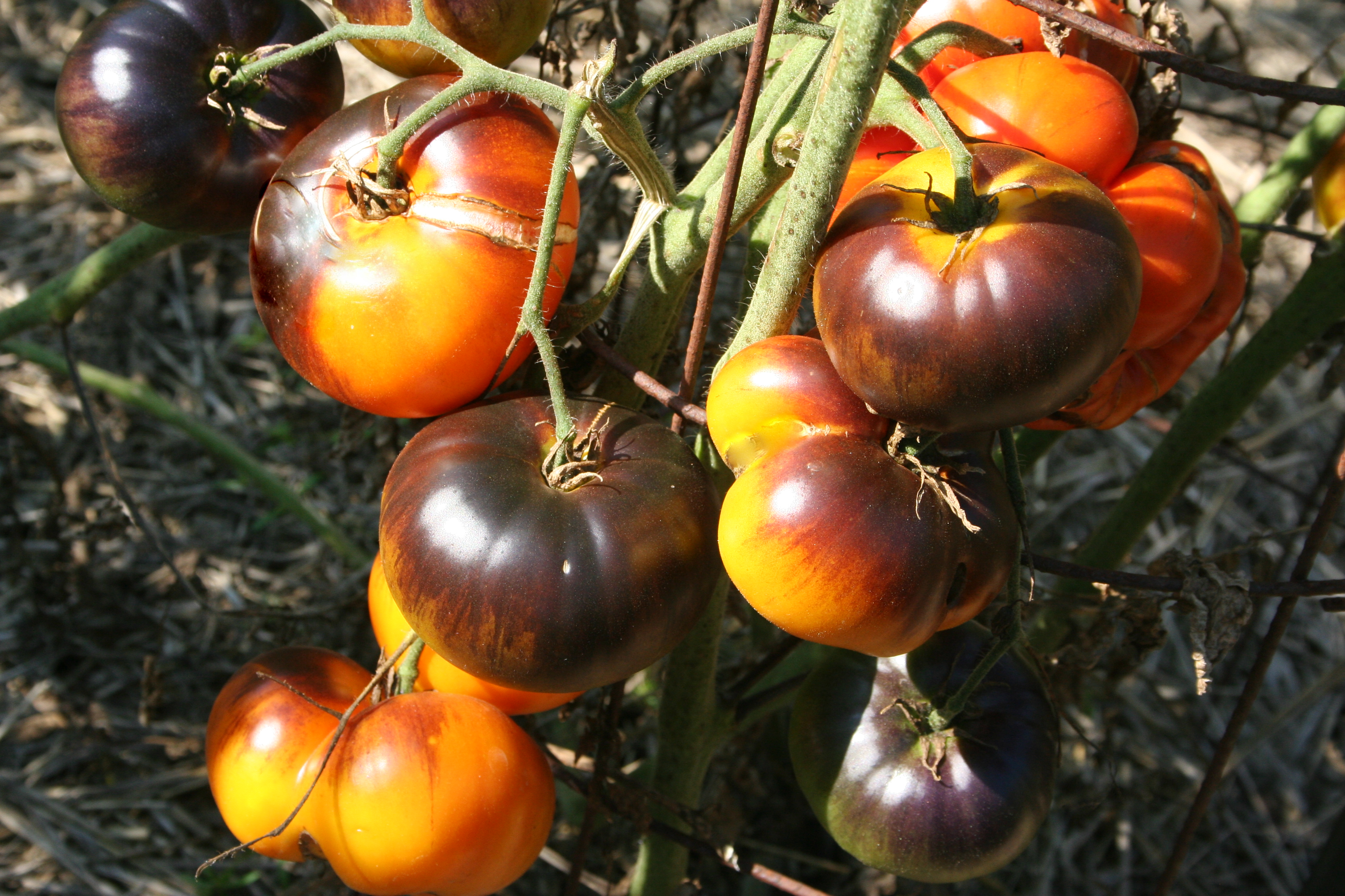 Tomatoes  Seed Treasures