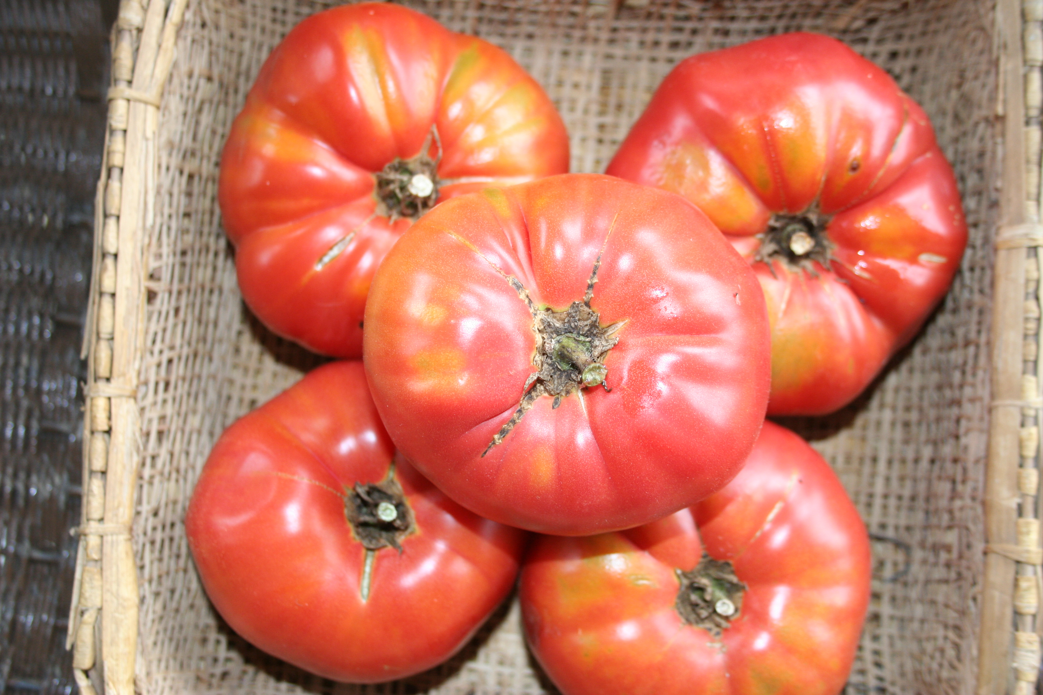 Here is our Tomato variety: Star 9037 indeterminate A variety with very  firm fruit strong on compact plants with good leaf disease resistance, By Charter Seeds