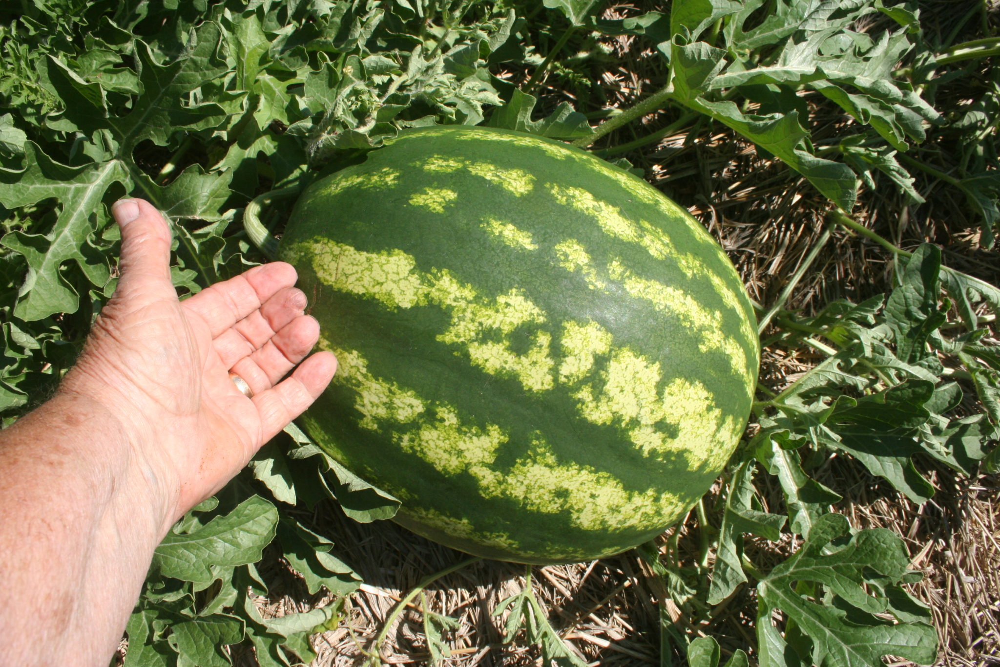 thumbnail image 2 of 50+ Orangeglo Watermelon Seeds – Large, Sweet, 20-30 Lbs, NON-GMO – USA 2 of 5
