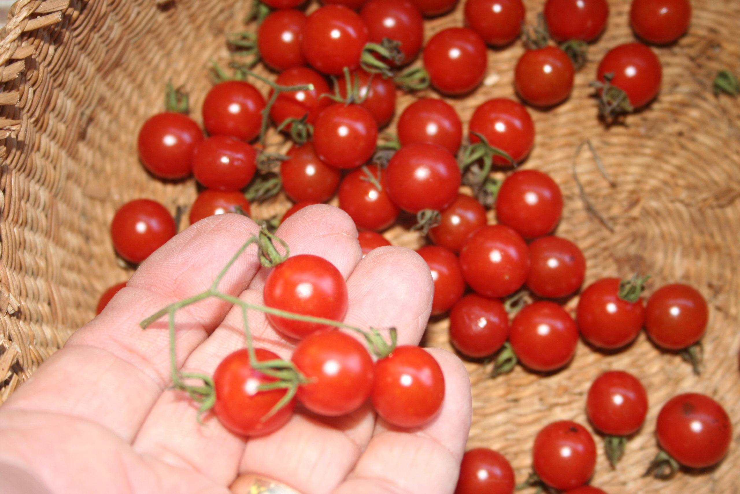 20 Tomato Seeds meat Tomato with good taste-from Turkey 