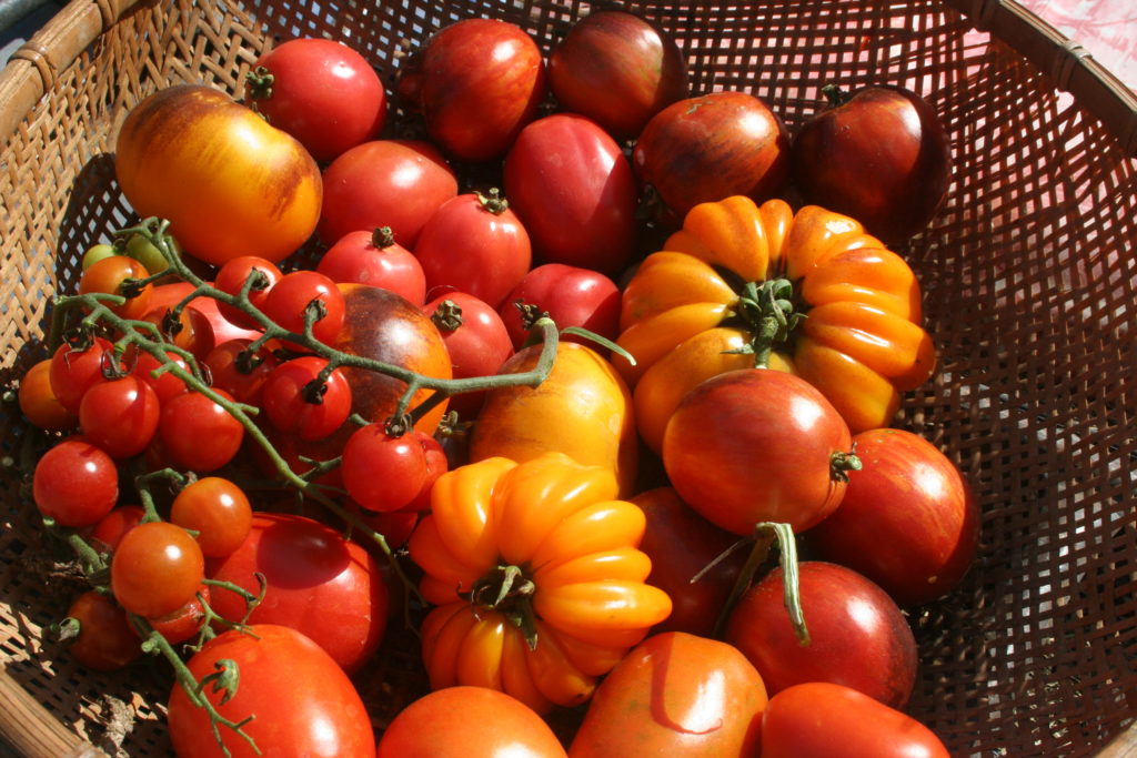 Tomatoes | Seed Treasures