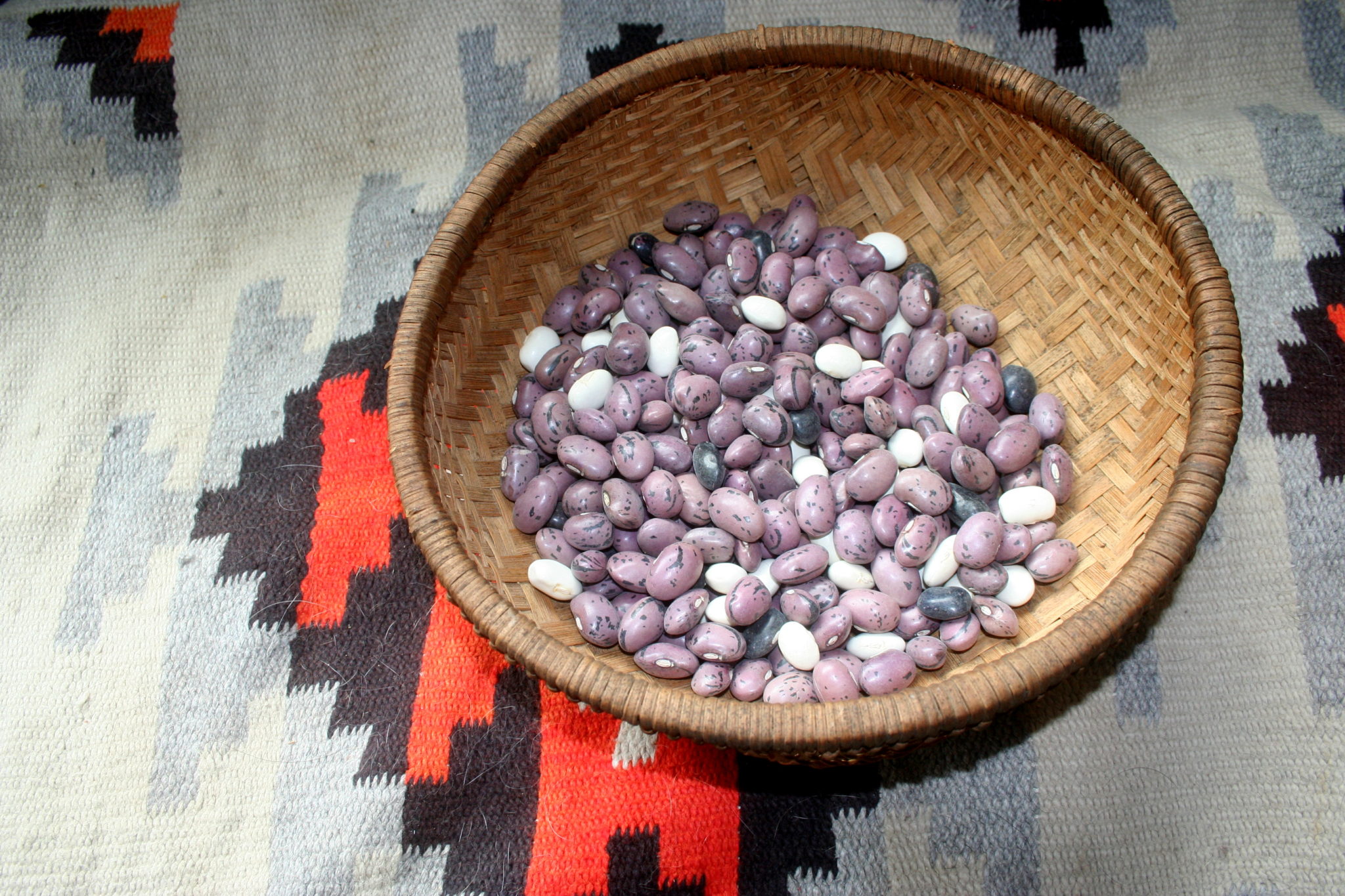 Beans Seed Treasures